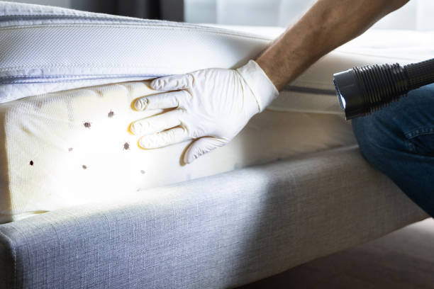 Best Affordable Pest Control Services  in Baltimore Highlands, MD