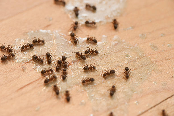 Best Pest Control Near Me  in Baltimore Highlands, MD
